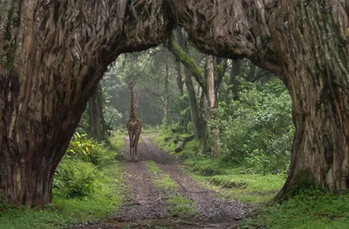 Arusha National Park fig trees and girrafe during day tour