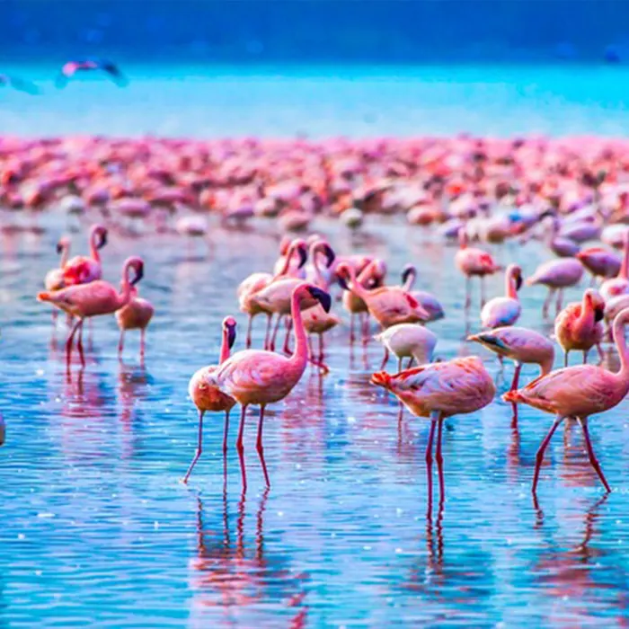 Lake Manyara Tanzania Excellent Tours and Safari