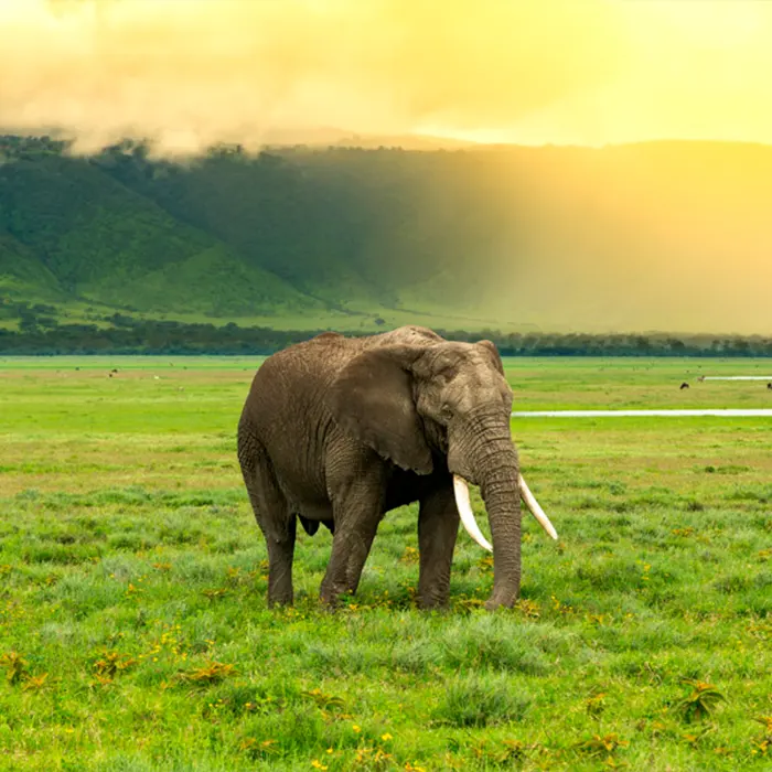 Ngorongoro Crater Tanzania Excellent Tours and Safari