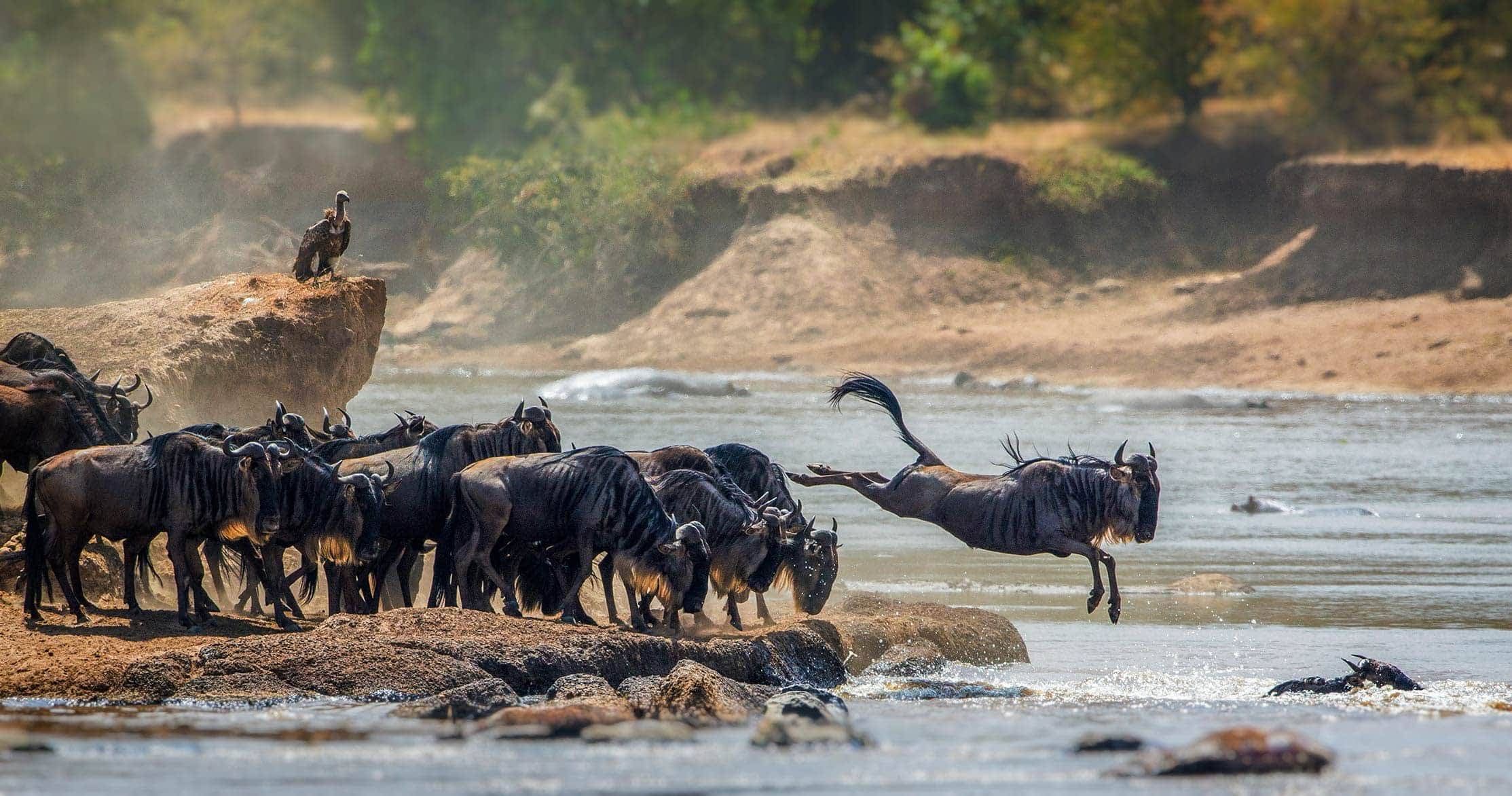 Serengeti