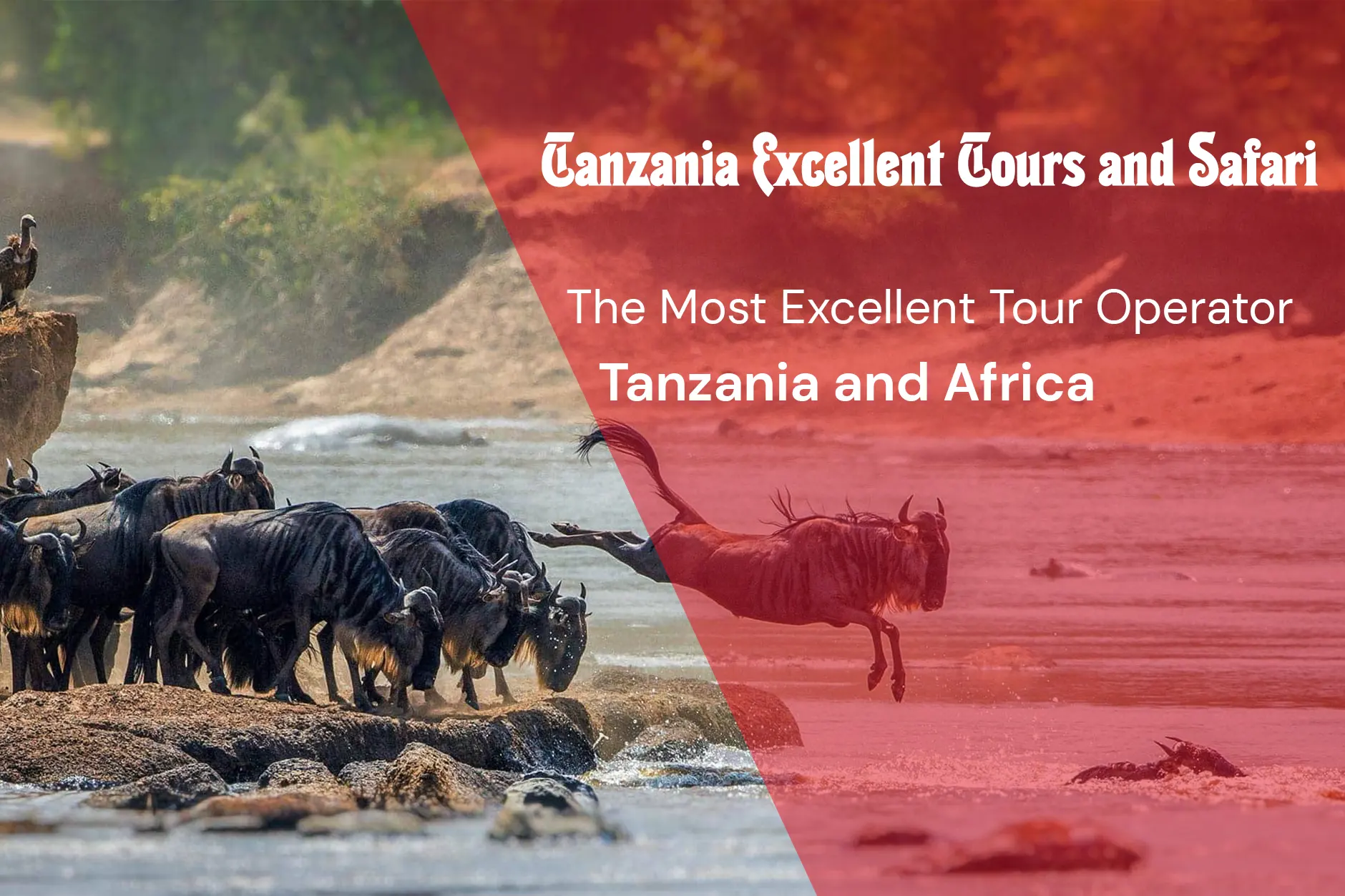 About Tanzania Excellent Tours and Safari Company